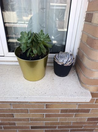 Set de 2 Plantas Suculentas en Maceta