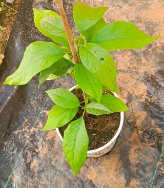 Plantónes de Aguacate de 3 años