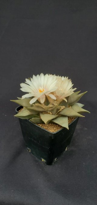 Ariocarpus furfuraceus XL