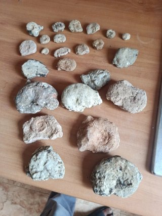 Colección de 22 Fósiles Amonites