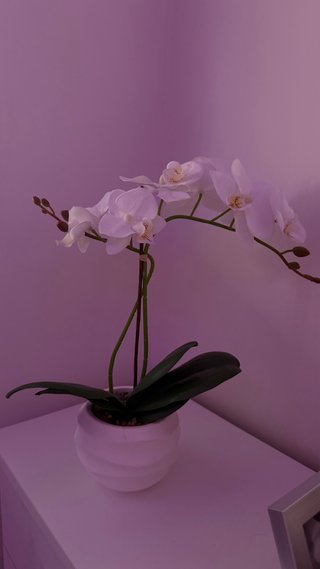 Orquídea con flores blancas