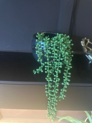 Plantas artificiales / Faux pearl plants 5 c/u