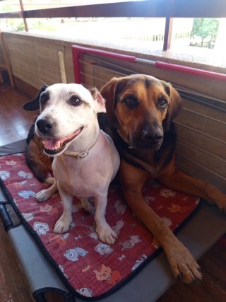 PASEO A TU PERRO