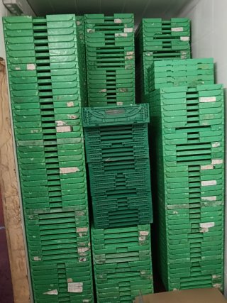 Lote de cajas de plástico verdes