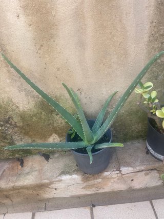 Planta Aloe Vera en maceta