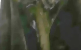 Chaquetón Marrón de Mujer