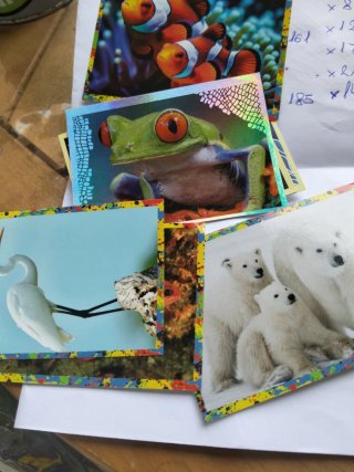 Lote de Cromos Mundo Animal