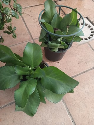 Dos plantas Kalanchoe