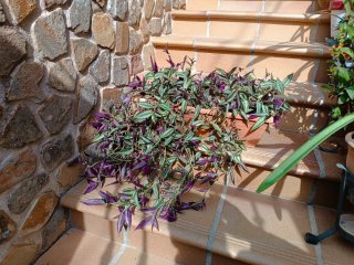 Planta Amor de Hombre (Tradescantia)