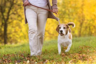 Pasear mascotas