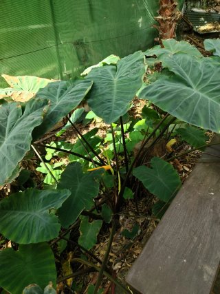 ✅️Planta Oreja de Elefante (Alocasia)