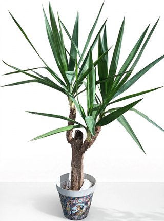 Pianta Yucca Elephantipes