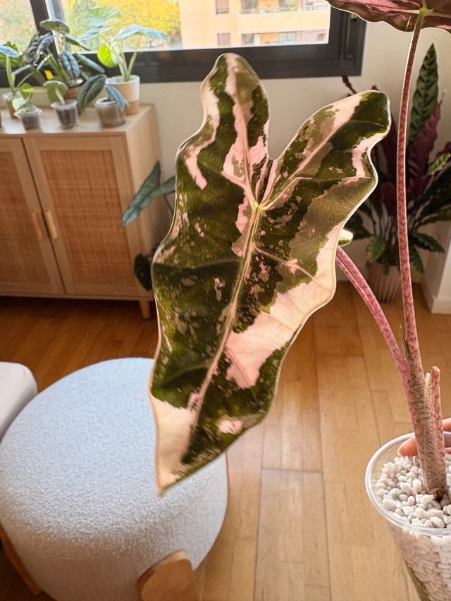 Alocasia Pseudosanderiana Pink CORMO
