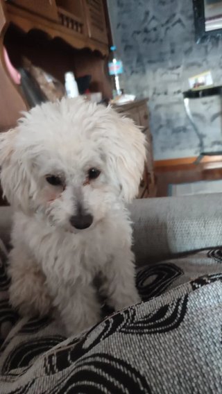 Paseo y cuido perros