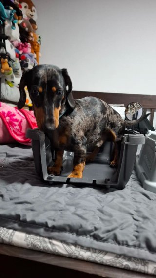 Transportín para mascotas Outech IATA Apolo