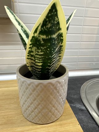 Macetero de Cerámica con Planta Artificial
