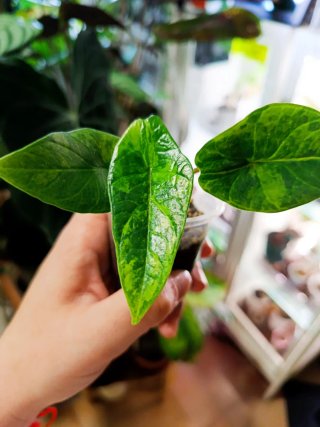 Alocasia Scalprum Áurea Variegata