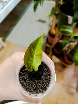 Alocasia Regal Shield Áurea