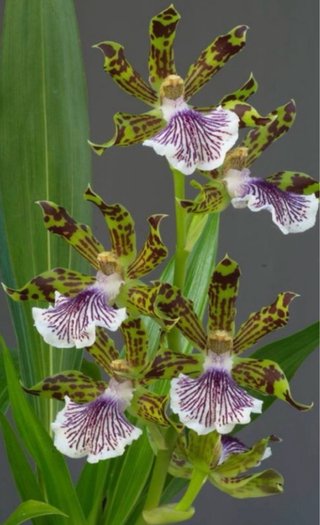 Zygopetalum crinitum