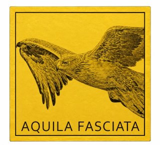 Moneda de Oro Aquila Fasciata