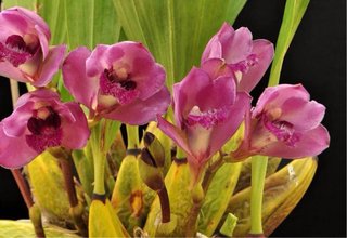 Bifrenaria Tyrianthina