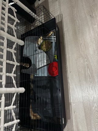 Jaula para Cobaya o Conejo con Accesorios