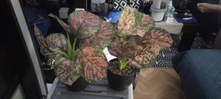 Pareja de plantas artificiales Aglaonema con macet