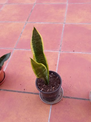 Plantas Sansevieria (4)