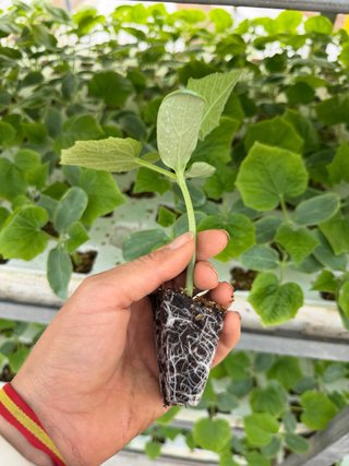 Planta de Pepino Bazán Ecológica