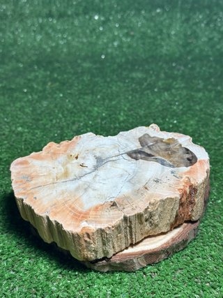 Fósil de Xilópalo 610g