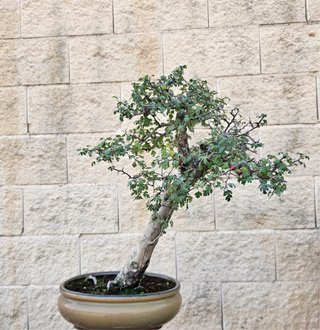 Bonsai Crataegus Monogyna