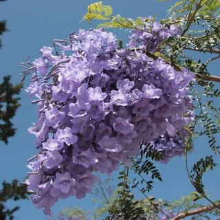 Jacaranda mimosifolia – Alvéolo forestal