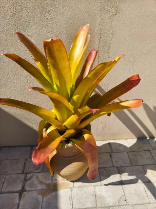 Planta Bromelia