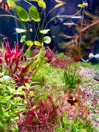 Lote de 12 plantas de acuario variadas y coloridas
