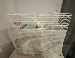 Jaula grande para pájaros