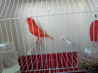 Jaulas de concurso para pájaros