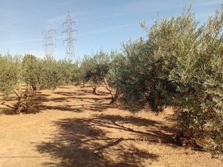 Parcelas en Dos hermanas