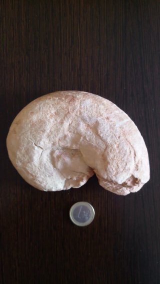 Fósil de Amonite