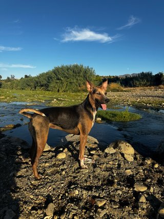 Paseos de perros en Coín, finca y rutas por el río