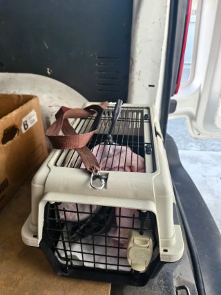 Jaula de transporte para mascotas