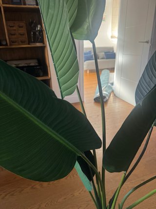 Planta Artificial de Interior