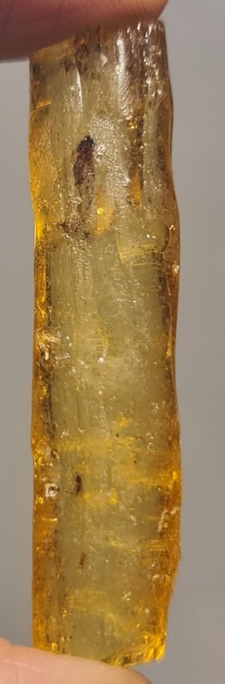 Copal de Madagascar con Inclusión de Mosquito