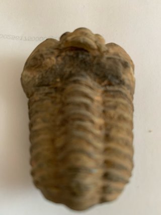 FÓSIL TRILOBITES.