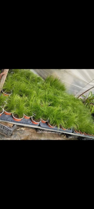 Confezione da 10 Piante Stipa