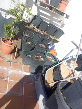 Lote de 12 macetas de plástico negras