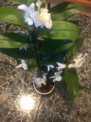 Orquidea Dendrobium Novile