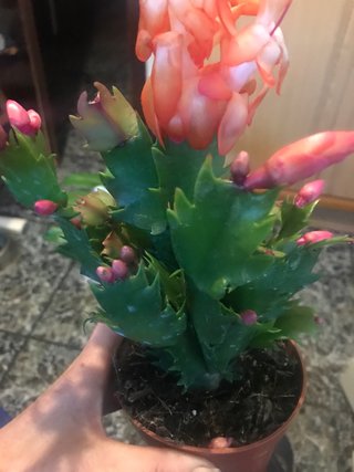 Cactus de Navidad flor Naranja