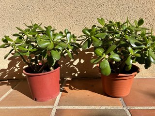 Arboles de Jade (Crassula Ovata)