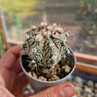 Astrophytum asterias hibrido