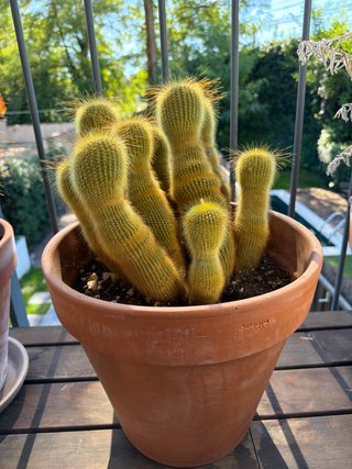 Cactus en Maceta de Barro